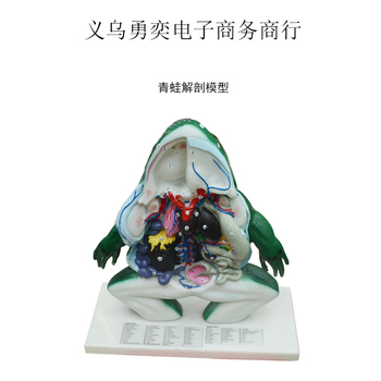 青蛙模型解剖教學(xué)儀器 提升生物課堂互動(dòng)性與教學(xué)效果
